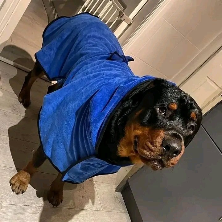 rottweiler19932's tweet image. The Rottweiler's face is simply precious and endearing 鉂わ笍