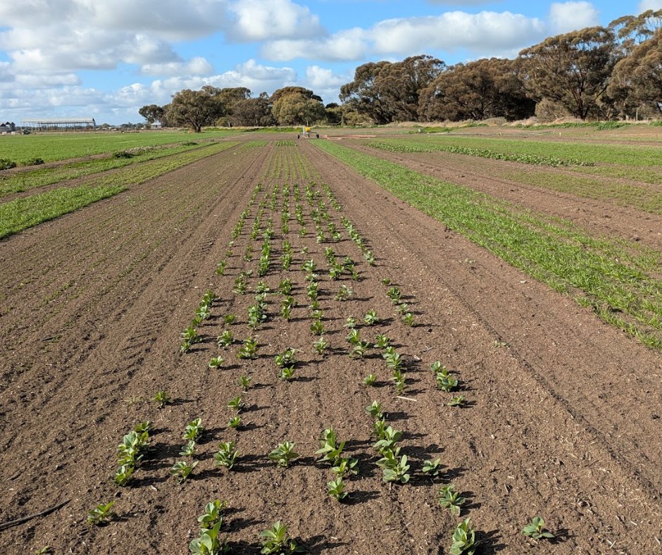 Southern NSW Innovation Hub (@southernnswhub) on Twitter photo The #MixedFarmingTrials continue at <a href="/IrrigationFN/">Irrigation Farmers Network (formerly ICC)</a>’s Kerang site, where the dry start was tough but the fabas and vetch started breaking through last month.
@DAFFGov
<a href="/Gulbali_Inst/">Gulbali Institute</a>
#FutureDroughtFund
#SNSWInnovationHub The #MixedFarmingTrials continue at <a href="/IrrigationFN/">Irrigation Farmers Network (formerly ICC)</a>’s Kerang site, where the dry start was tough but the fabas and vetch started breaking through last month.
@DAFFGov
<a href="/Gulbali_Inst/">Gulbali Institute</a>
#FutureDroughtFund
#SNSWInnovationHub