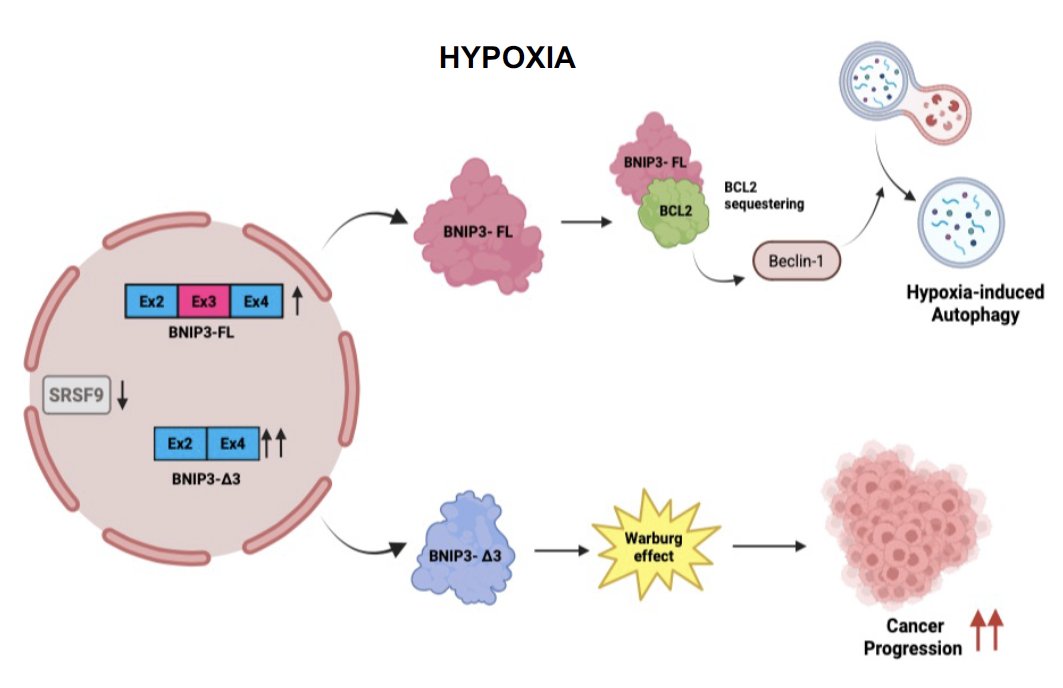 IISER Bhopal (@iiserbhopal) on Twitter photo A recent article from Dr. Shukla’s lab on “Identification of SRSF9 through pooled shRNA screening links BNIP3 splicing to autophagy and metabolic reprogramming in breast cancer ” is published in the Journal of Biological Chemistry.
doi.org/10.1016/j.jbc.…
<a href="/iiserbhopal/">IISER Bhopal</a> A recent article from Dr. Shukla’s lab on “Identification of SRSF9 through pooled shRNA screening links BNIP3 splicing to autophagy and metabolic reprogramming in breast cancer ” is published in the Journal of Biological Chemistry.
doi.org/10.1016/j.jbc.…
<a href="/iiserbhopal/">IISER Bhopal</a>