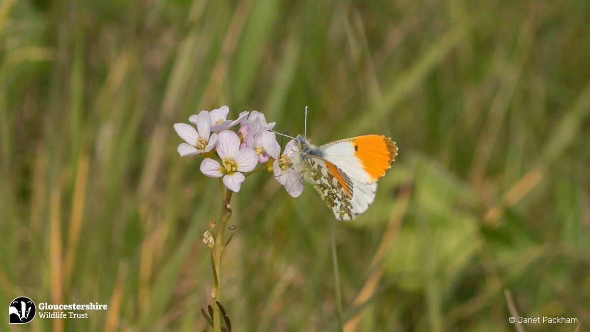 🦋 Big Butterfly Count 2025 at Crickley Hill 🦋

Butterflies are beautiful - but they’re also fragile. That’s why they’re used as indicator species to help us understand how the overall ecosystem is doing. 🧬🌱

We monitor this by counting them - and you can help! Join Butterfly