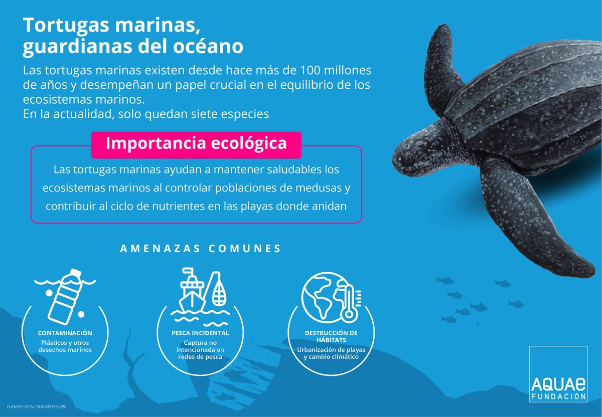 Las tortugas marinas 🐢llevan millones de años sobre el planeta 🌍, pero hoy las siete especies que existen están en peligro ⚠️.
Conoce más sobre ellas y las amenazas que enfrentan con nuestra #InfografíaAquae 
fundacionaquae.org/tortugas-marin…