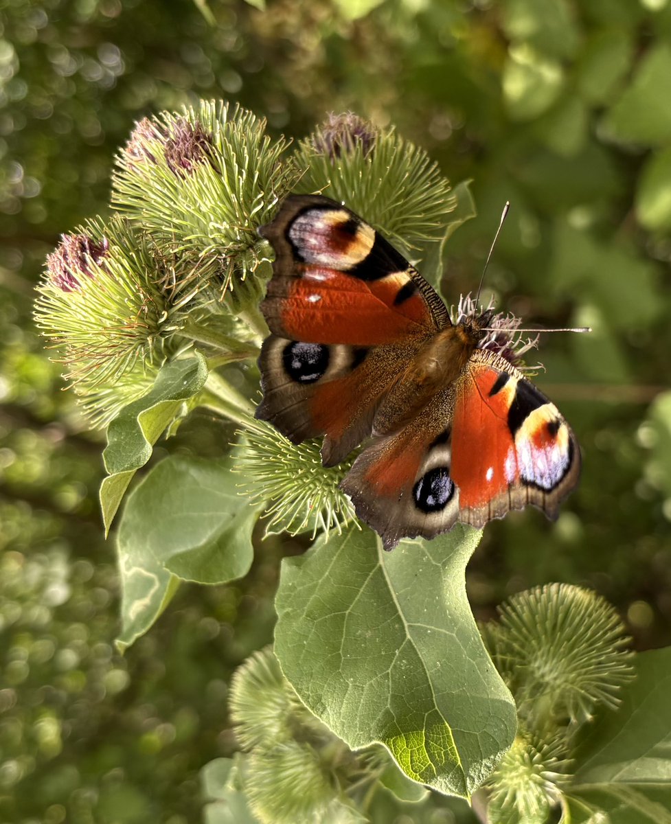 Oxfordshire butterflies from yesterday