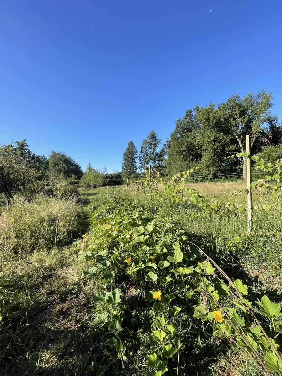 Earthbasedsoul's tweet image. Our hugelkultur polyculture beds are exploding with life! Tomatoes, eggplants, pumpkins, basil, mix of cabbages, tromboncino. Beautiful and abundant 💚
#solarpunkhub #microclimatefarm