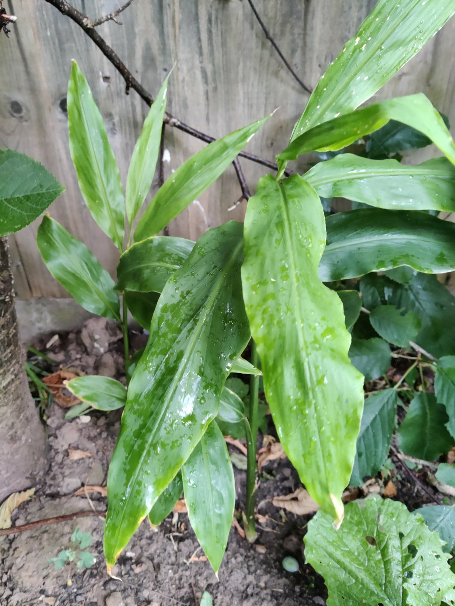 Love growing unusual fruit and veg. The buddha' fingers, ground cherry and myoga ginger are doing well this year, in spite of (or maybe because?) lack of rain.