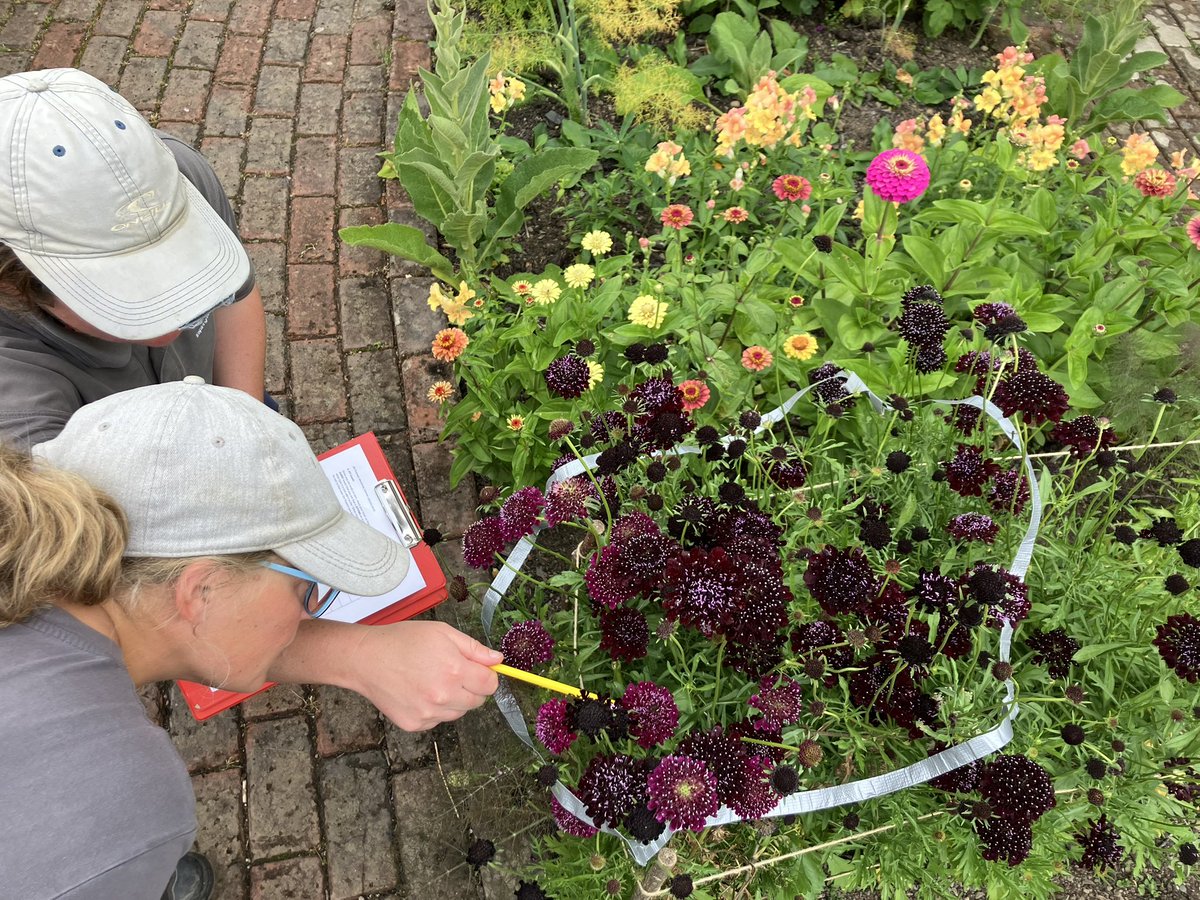 UK Pollinator Monitoring Scheme tweet media