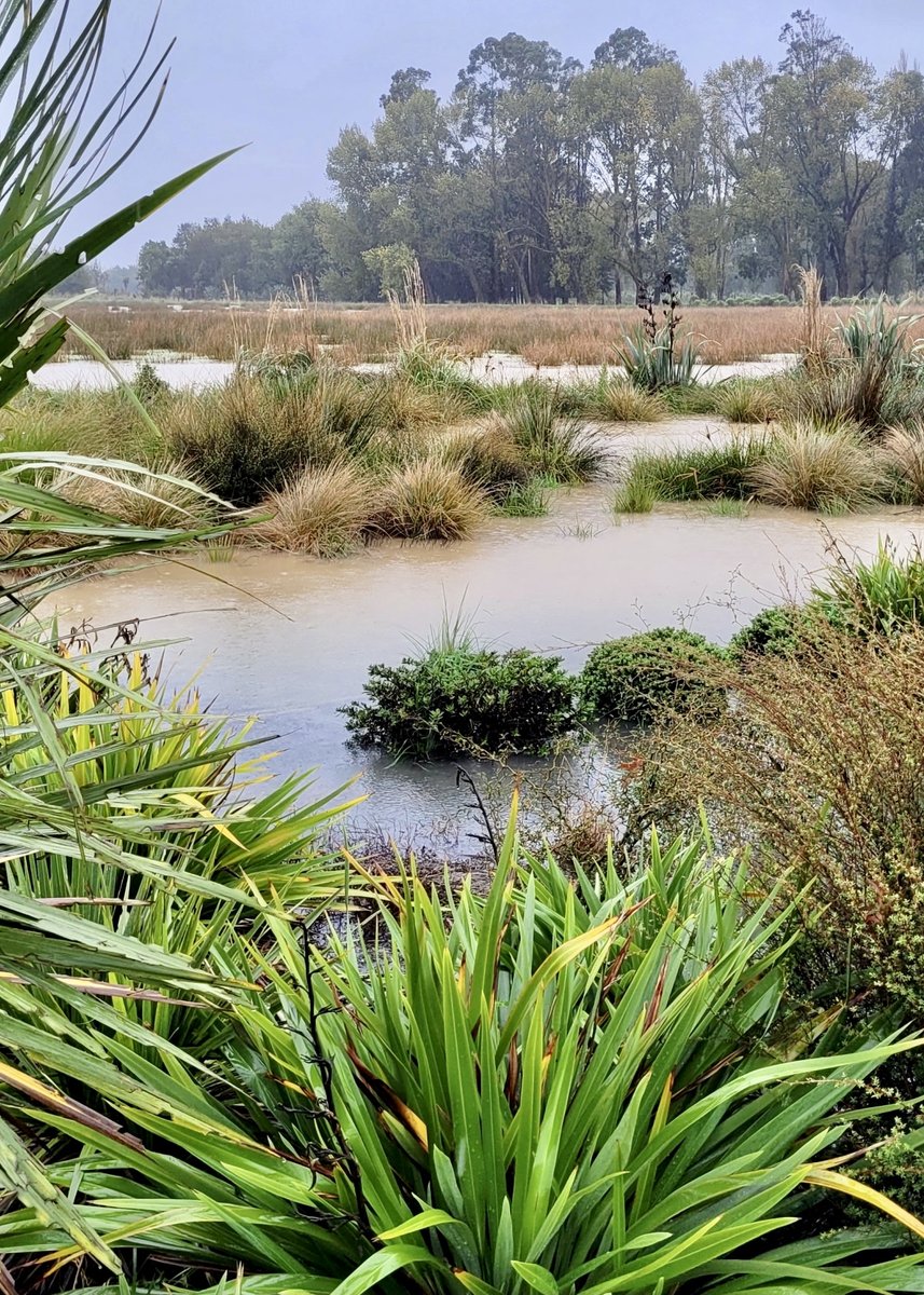Forest_and_Bird's tweet image. 🌿 After another wave of heavy rain and flooding hit already vulnerable communities at the top of Te Wai Pounamu the South Island, Forest & Bird believes that nature can help with a solution – but it needs Government support.
We are calling on the Government to develop a…