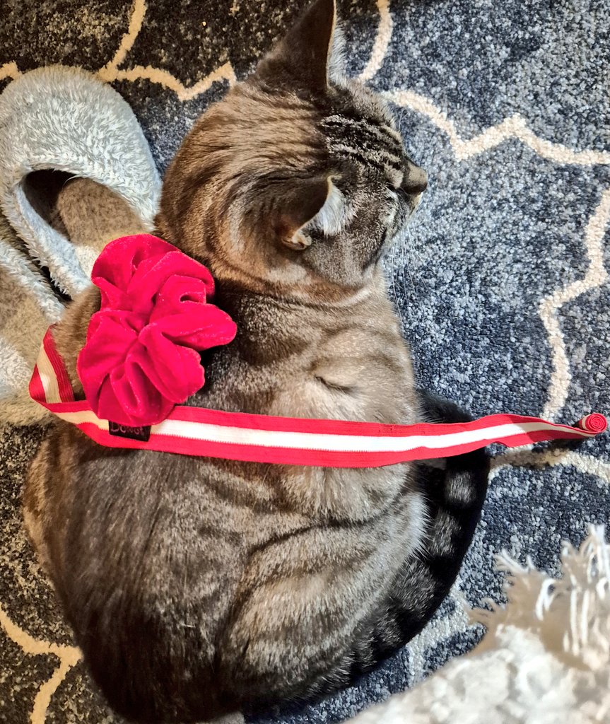 snekblaster's tweet image. Oh gog mumb. Gat an hobby.
#CatsOfTwitter #catsofx #cats #catsontwitter