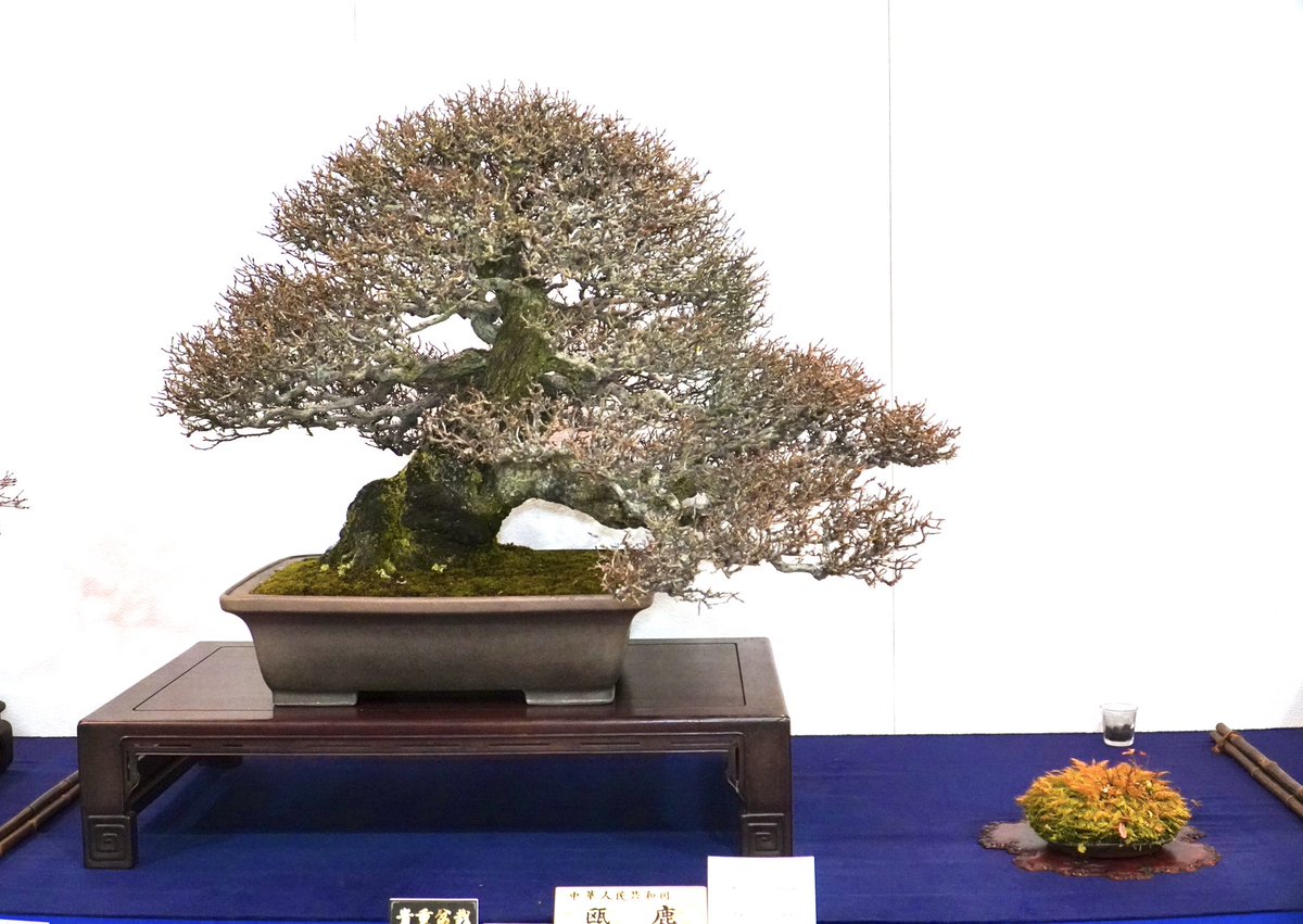 近代出版 編集部 (@kinbon_bonsai) / X