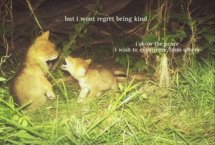 caninepoetry (@caninepoetry_) on Twitter photo 