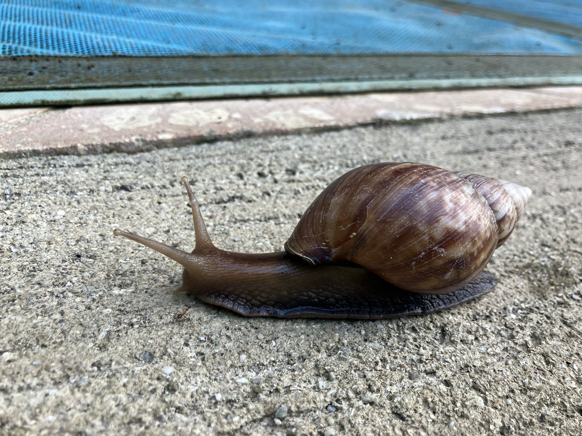 暑い日が続きすぎて、カタツムリ探索ができていませんでした！
久しぶりに活発的に動いていたアフリカマイマイ🐌
この殻をオカヤドカリとかが使ってるのを見かけます。