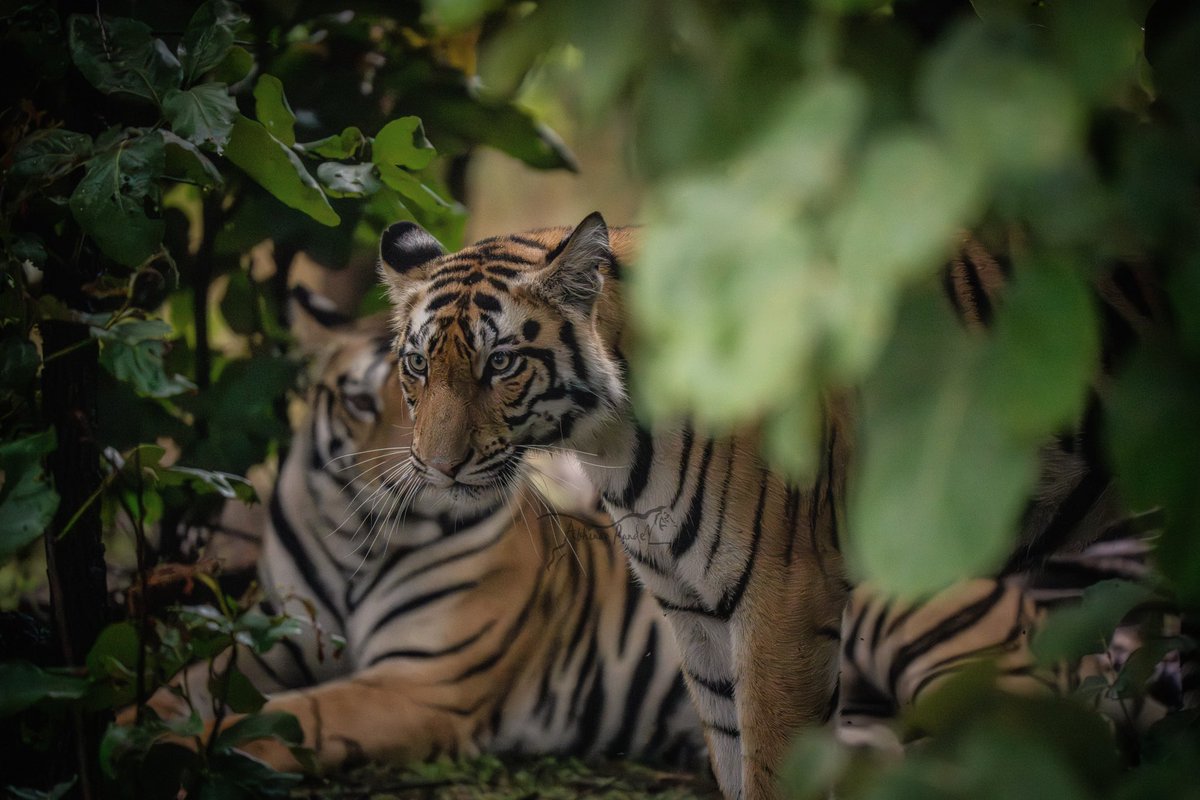 Abhinav Pandey (@abhinavpandey03) on Twitter photo Shadow of the future
Sanjay Dubri Tiger Reserve MP...........
#sanjay #SanjayDubriTigerReserve #sanjaytigerreserve #MadhyaPradesh #greetoeresorts #photographers_of_india #naturelovers #tigersofindia #beautiful #trending
<a href="/MPTourism/">Madhya Pradesh Tourism</a> <a href="/mptfs/">MP Tiger Foundation Society</a> <a href="/greetoe/">Greetoe Resorts</a> <a href="/Greetoeresorts/">Greetoe Resorts</a> <a href="/minforestmp/">Department of Forest, MP</a> Shadow of the future
Sanjay Dubri Tiger Reserve MP...........
#sanjay #SanjayDubriTigerReserve #sanjaytigerreserve #MadhyaPradesh #greetoeresorts #photographers_of_india #naturelovers #tigersofindia #beautiful #trending
<a href="/MPTourism/">Madhya Pradesh Tourism</a> <a href="/mptfs/">MP Tiger Foundation Society</a> <a href="/greetoe/">Greetoe Resorts</a> <a href="/Greetoeresorts/">Greetoe Resorts</a> <a href="/minforestmp/">Department of Forest, MP</a>