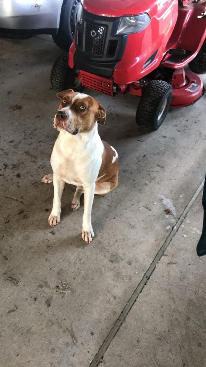 Thank you for everything, I’ll miss you Chesnaught 🐾