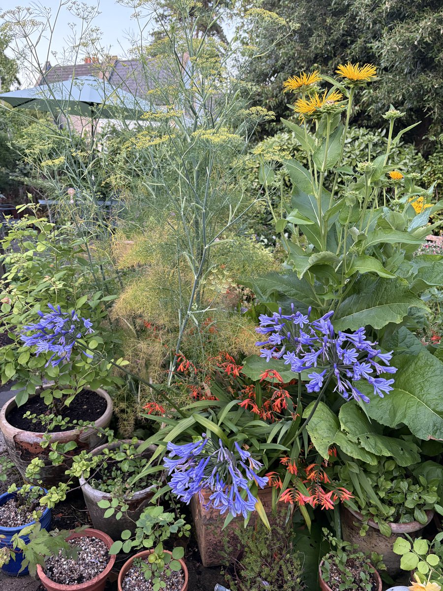 ElizAthertonSop's tweet image. Going into the height of summer with a bang (though what will be left once the rain stops is anyone’s guess)! 🎆🎇
#Flowers #Gardening #FlowerHunting