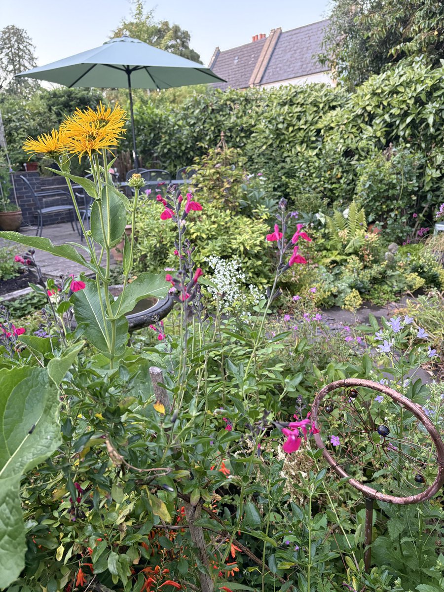ElizAthertonSop's tweet image. Going into the height of summer with a bang (though what will be left once the rain stops is anyone’s guess)! 🎆🎇
#Flowers #Gardening #FlowerHunting