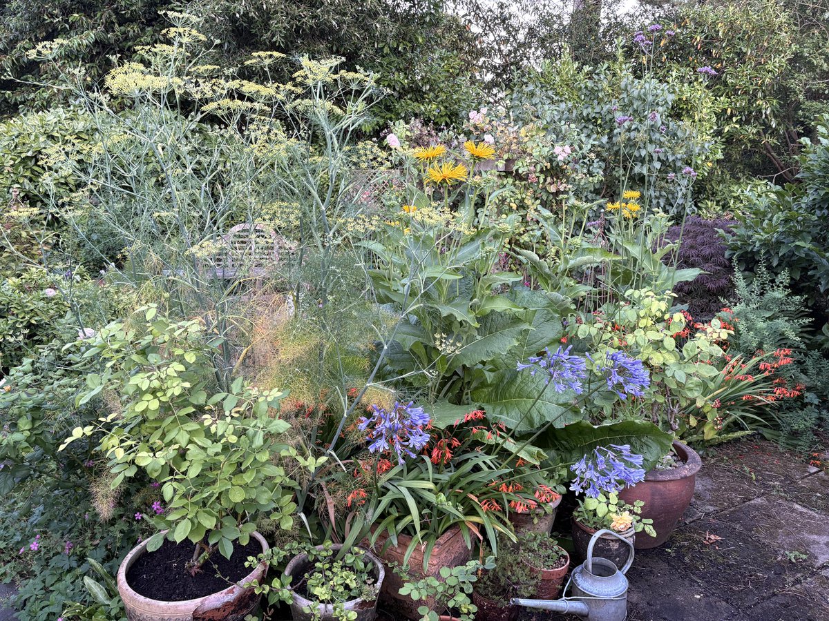 ElizAthertonSop's tweet image. Going into the height of summer with a bang (though what will be left once the rain stops is anyone’s guess)! 🎆🎇
#Flowers #Gardening #FlowerHunting