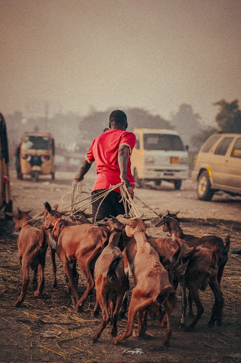 Edithbae18's tweet image. Many Goats In this Post, including Mine 😂