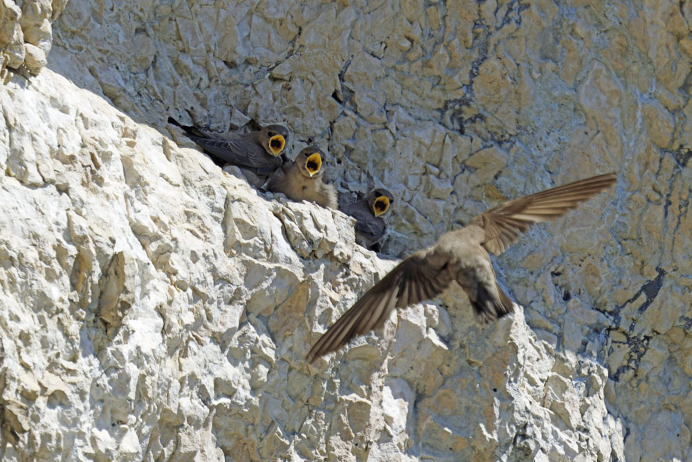 Poupon_la_peste's tweet image. Observation d&apos;hirondelles de rochers nourrissant 3 juvéniles en Chartreuse la semaine dernière
#chartreuse #hirondelle