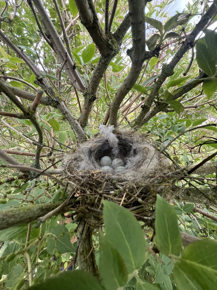 Lesser Redpoll on her nest
The clutch completed in last couple of days
Incubation 10-11 days 
&amp; Fledge in 9-12 days
The disappearance of breeding LR from Lowland Eastern Durham is one of our greatest mysteries 🧐
<a href="/tonymcguire1966/">Tony McGuire</a> <a href="/DLoerns/">David Loerns</a>