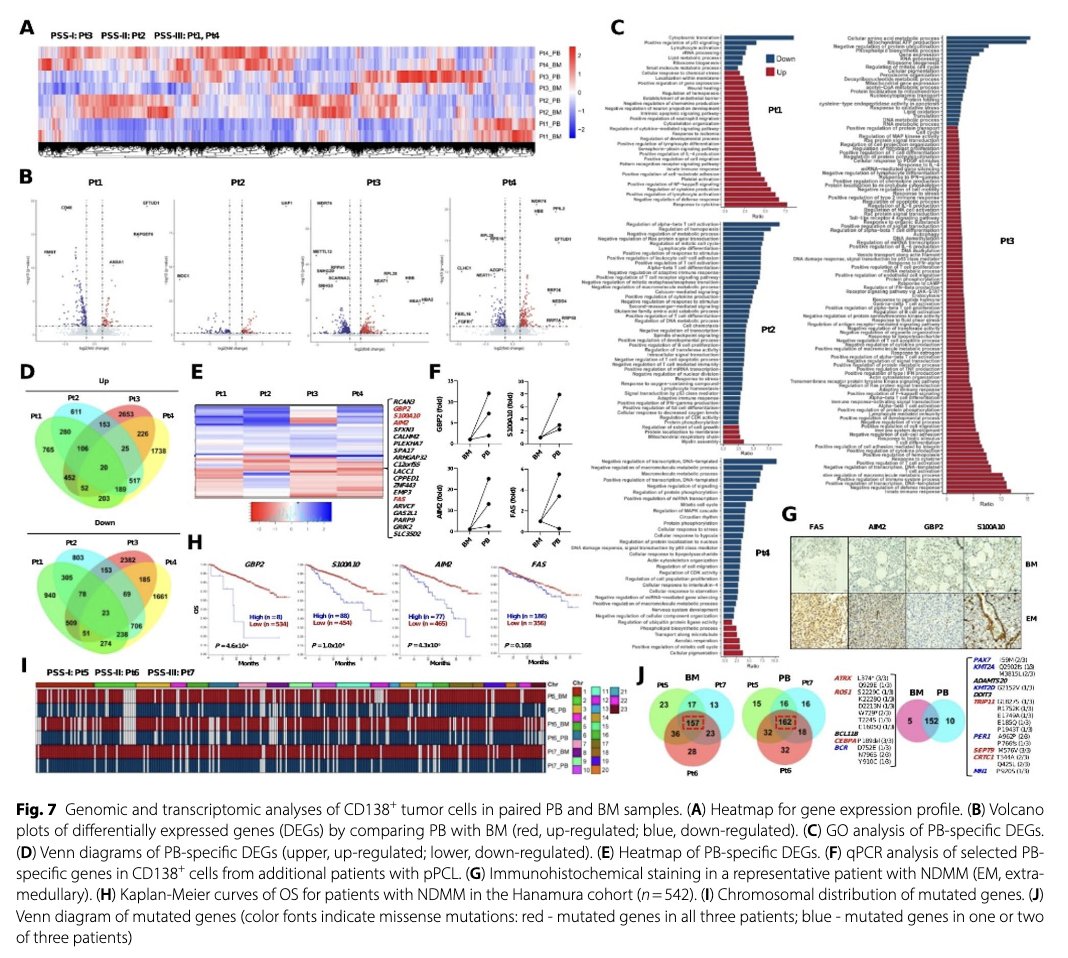 Myeloma_Doc's tweet image. #Myeloma Paper of the Day: Del(17p), t(4;14), t(14;16), but not 1q+ are high-risk cytogenetic abnormalities (HRCAs) in primary #PCL; HRCA, elevated LDH, thrombocytopenia have highest OS impact & can create simple algorithm stratifying pPCL patients: pubmed.ncbi.nlm.nih.gov/40660267/. #mmsm