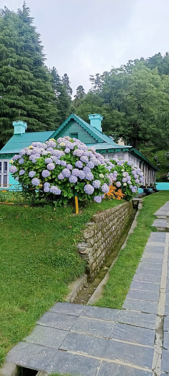 ssharadmohhan's tweet image. #IncredibleChamba #ChaloChamba
Hydrangeas in full bloom at Forest Rest House at #KalaTop #Dalhousie #HimachalPradesh
#RainySeason #Flowers #MonsoonMagic #Monsoon2025 #Chamba #HPTourism #IncredibleIndia
