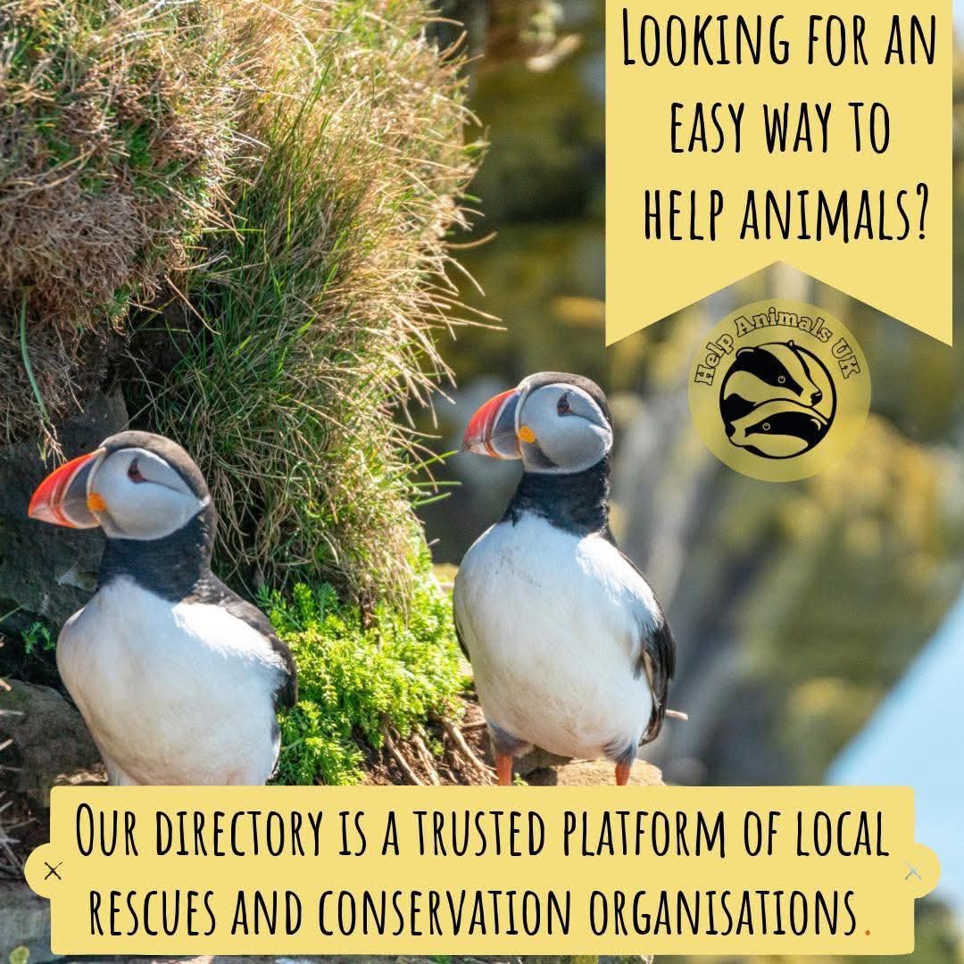 HelpAnimals25's tweet image. Support your local animal charities/good causes. Find yours at helpanimals.co.uk/local
Already helping animals?check out the Rescuers and Rehabbers Resources Portal 
helpanimals.co.uk/portal

#helpanimalsuk