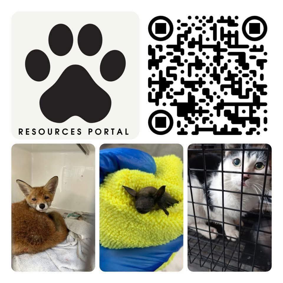 HelpAnimals25's tweet image. Support your local animal charities/good causes. Find yours at helpanimals.co.uk/local
Already helping animals?check out the Rescuers and Rehabbers Resources Portal 
helpanimals.co.uk/portal

#helpanimalsuk