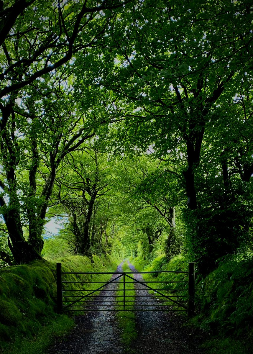 AledHall's tweet image. Cwbwl yn wyrdd bore ‘ma ar ôl bach o law dros nôs…amser agor y gât i ddiwrnod newydd…joiwch eich diwrnod💚
It’s all a vibrant green this morning after a bit of rain over night..time to open the gate to a new day…enjoy your day 💚
Bore da to you all x