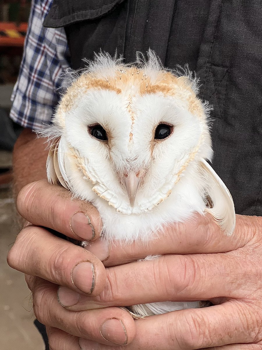 RingersWm's tweet image. Breeding Barn Owls have been scarce this year, so it was a real boost to hear from @LeedhamAlan  with news of 2 healthy chicks ready for ringing. Here’s hoping 2026 brings a better season for these incredible birds! 🦉💛