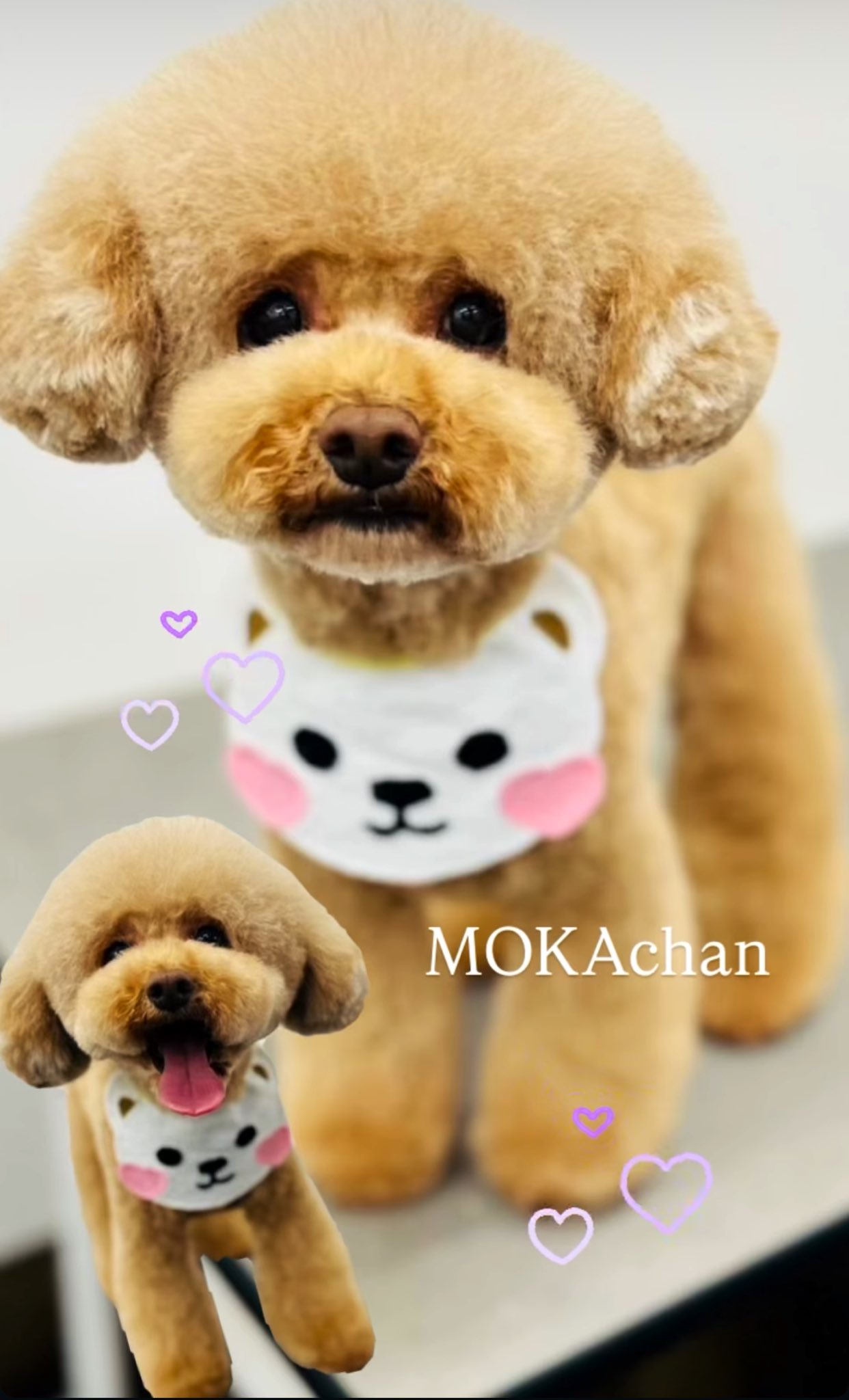 CHIEN様♡ありがとうございます♡ 北海道ちゃん♡ on X: 