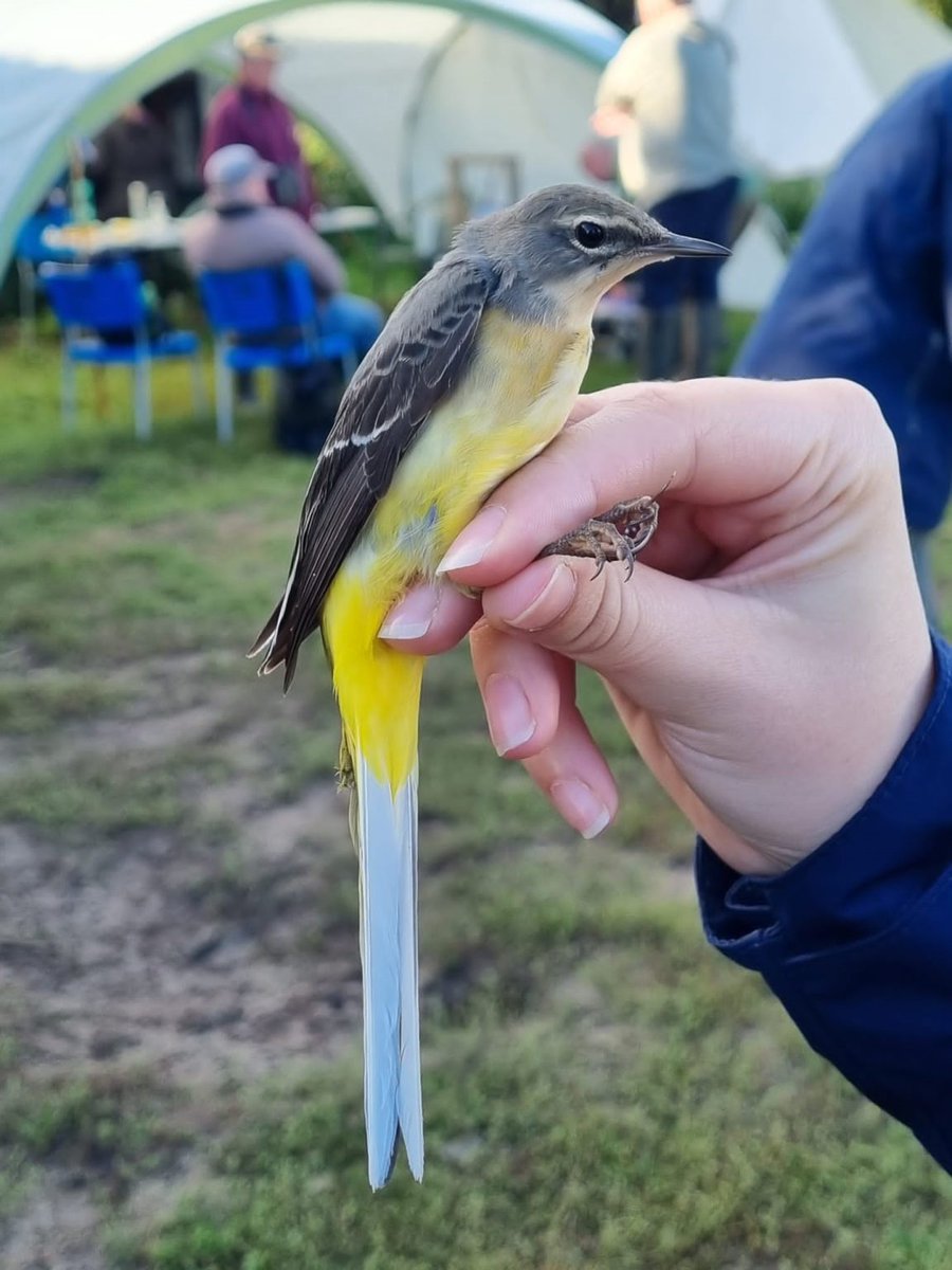 We will be running a ringing demonstration on Saturday 26th July starting at 08:00am at Oxwich Marsh. Full details can be found at the link below.

gowerbirds.org.uk/event/bird-rin…