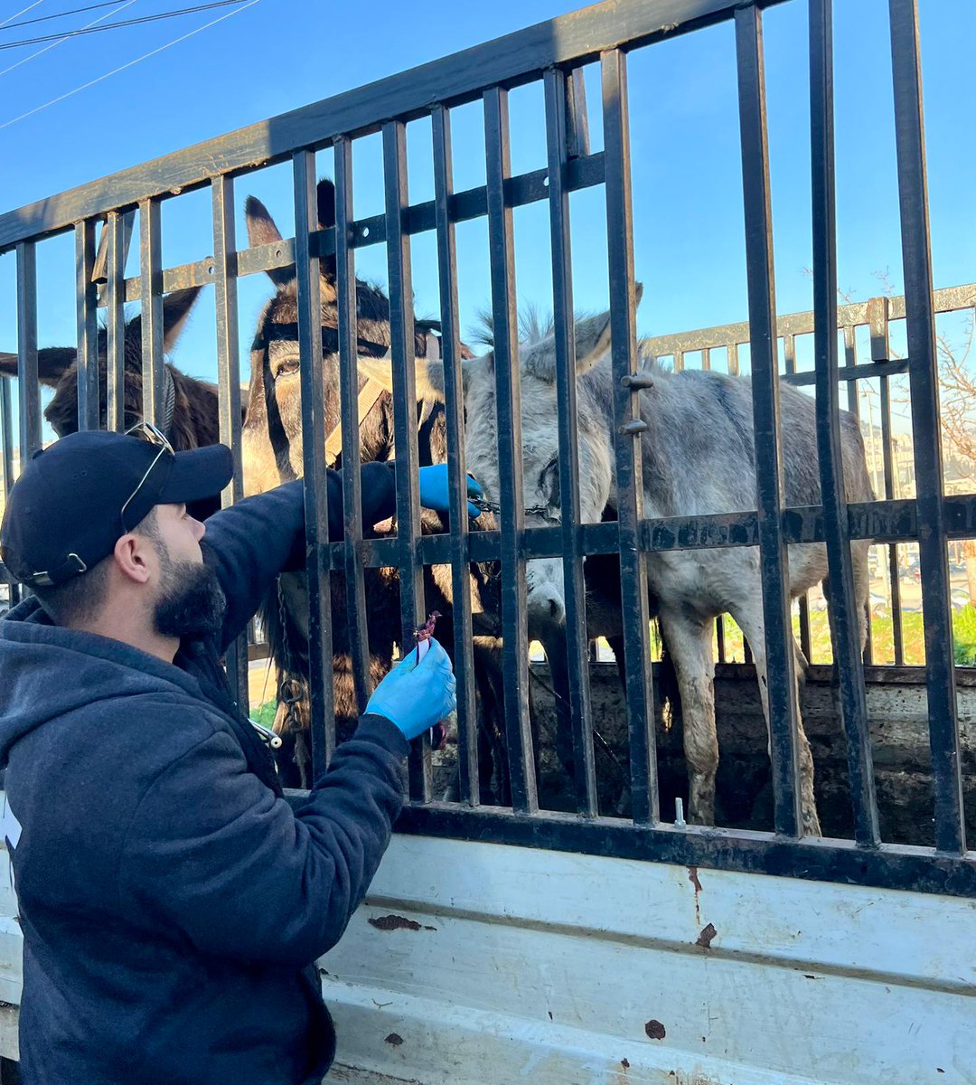 safehaven4donks's tweet image. 💔 Donkeys at West Bank animal markets face an uncertain future, unsure of what life awaits.
🚑 Our mobile clinics provide veterinary care and teach owners how to give their donkeys a better life.
🚨 With your help, we can give hope to hundreds more 🙏 ow.ly/2NyI50UB4vu