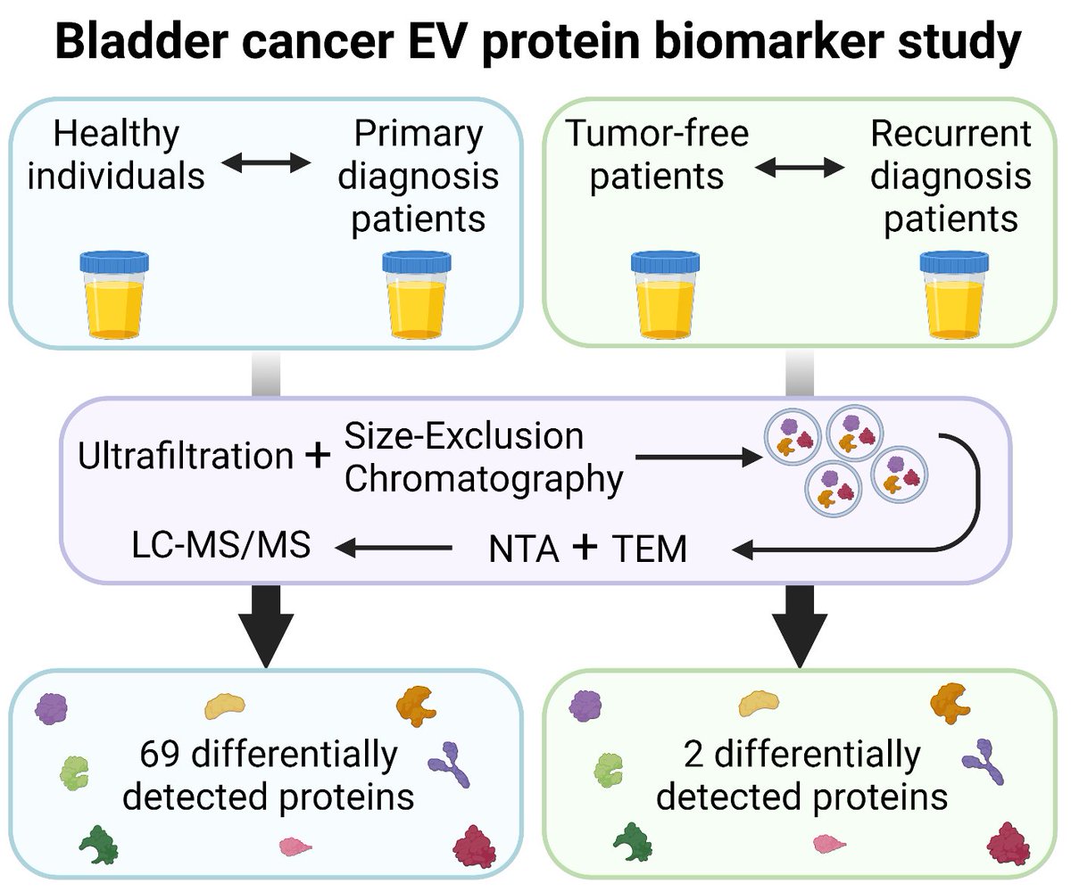 Biomol_MDPI's tweet image. #EditorsChoice
Read now ➡️ "Protein Biomarker Discovery Studies on Urinary sEV Fractions Separated with UF-SEC for the First Diagnosis and Detection of Recurrence in Bladder Cancer Patients" by Stephanie Jordaens, et al.
The article 👉 brnw.ch/21wUcRw