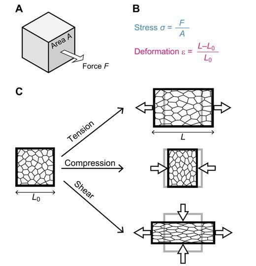EpiMechFC's tweet image. Sugimura, K., Lenne, P. F., & Graner, F. (2016). Measuring forces and stresses in situ in living tissues. Development, #EpithelialMechanicsReview doi.org/10.1242/dev.11…