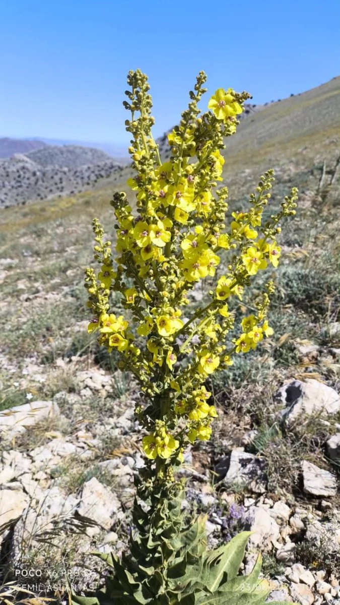 Miysad's tweet photo. 📍Toroslar’ın eşsiz zirvelerinde sadece bu topraklara özgü, doğanın bize armağanı endemik bitkiler...
🌿 Bu nadide bitkiler, hem biyolojik çeşitliliğimizin hem de kültürel mirasımızın bir parçası. 🌍💚

#Toroslar #EndemikBitkiler #DoğanınMirası #TorosDağları #Keşfetteyim https://t.co/fP1dnpbXod