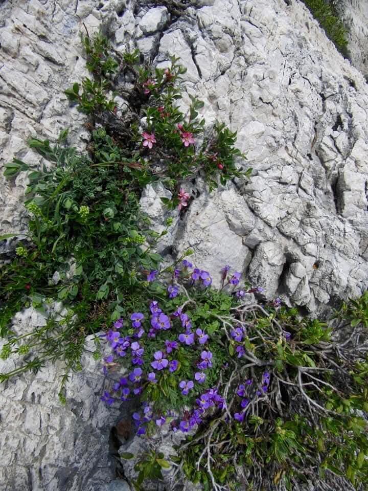 📍Toroslar’ın eşsiz zirvelerinde sadece bu topraklara özgü, doğanın bize armağanı endemik bitkiler...
🌿 Bu nadide bitkiler, hem biyolojik çeşitliliğimizin hem de kültürel mirasımızın bir parçası. 🌍💚

#Toroslar #EndemikBitkiler #DoğanınMirası #TorosDağları #Keşfetteyim