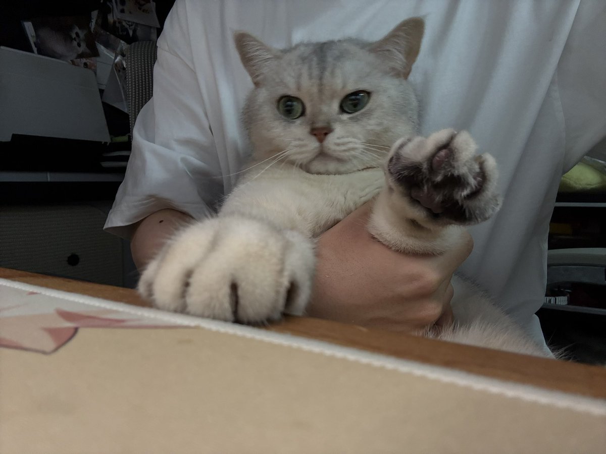 SoyaOAO's tweet image. 🐱