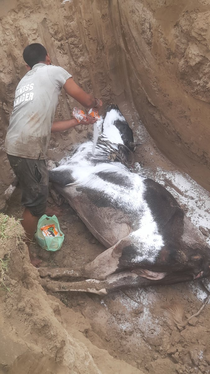 SourabhYaduva20's tweet image. पर्यावरण संघ नोएडा की टीम ने आज 17 जुलाई 2025 को गौमाता को श्रद्धांजलि अर्पित की, टीम को सुबह 7 बजे सूचना मिली ग्राम सरफाबाद सेक्टर 73 नोएडा में सड़क पर पड़ी हुई थी मृत शरीर गौ माता ,संघ के अध्यक्ष सौरव यादव मौके पर पहुँचे और जेसीबी की मदद से गौमाता को श्रद्धांजलि अर्पित की