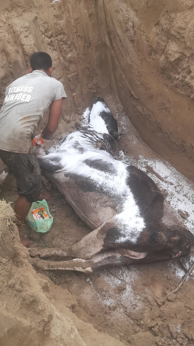 SourabhYaduva20's tweet image. पर्यावरण संघ नोएडा की टीम ने आज 17 जुलाई 2025 को गौमाता को श्रद्धांजलि अर्पित की, टीम को सुबह 7 बजे सूचना मिली ग्राम सरफाबाद सेक्टर 73 नोएडा में सड़क पर पड़ी हुई थी मृत शरीर गौ माता ,संघ के अध्यक्ष सौरव यादव मौके पर पहुँचे और जेसीबी की मदद से गौमाता को श्रद्धांजलि अर्पित की