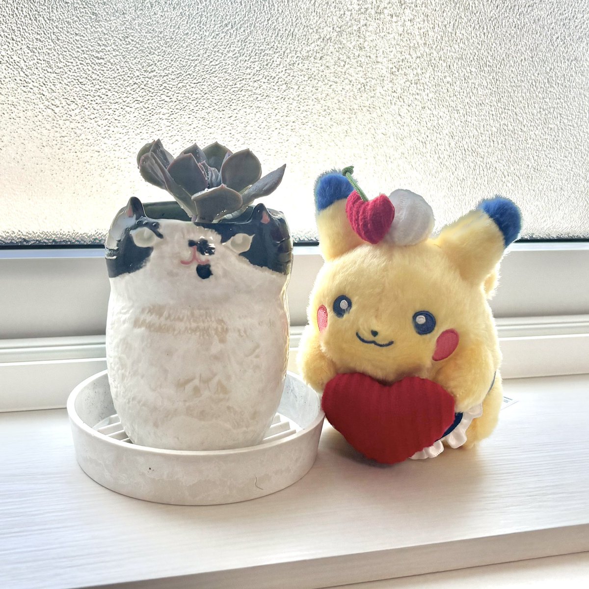 pecca5's tweet image. デザフェスでお迎えした猫ちゃんの植木鉢に花肉植物植えました🪴
ついでに先日念願のお迎えしたモロゾフピカちゃんも一緒に☺️