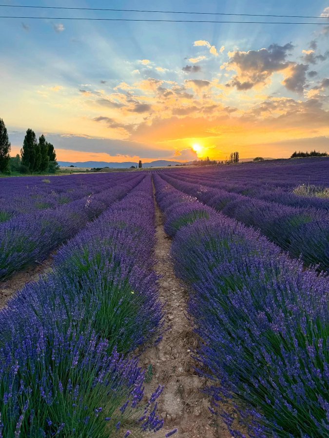 veronicadoval's tweet photo. La maravillosa lavanda 💜 en #Moratalla y #Caravaca de la Cruz norte #RegiondeMurcia #Espana 🇪🇸
#perfume #Perfum #parfum #Alquimia #Esencias #aceiteesencial #colonia #aroma #perfumar #influencers #Instagramer #Cehegin #Calasparra #Cieza #Jumilla #Yecla #Abaran #CabodePalos https://t.co/pIpSDiXBYG