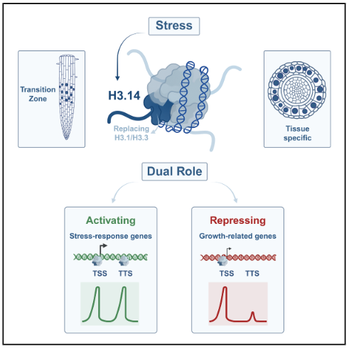 CG_ath's tweet image. The #histone variant H3.14 is an early player in the abiotic #stress response of #Arabidopsis
cell.com/developmental-…
@Dev_Cell @CellPressNews
@rnuvaz @b_desvoyes
@CBM_CSIC_UAM @CSIC @UAM_Madrid