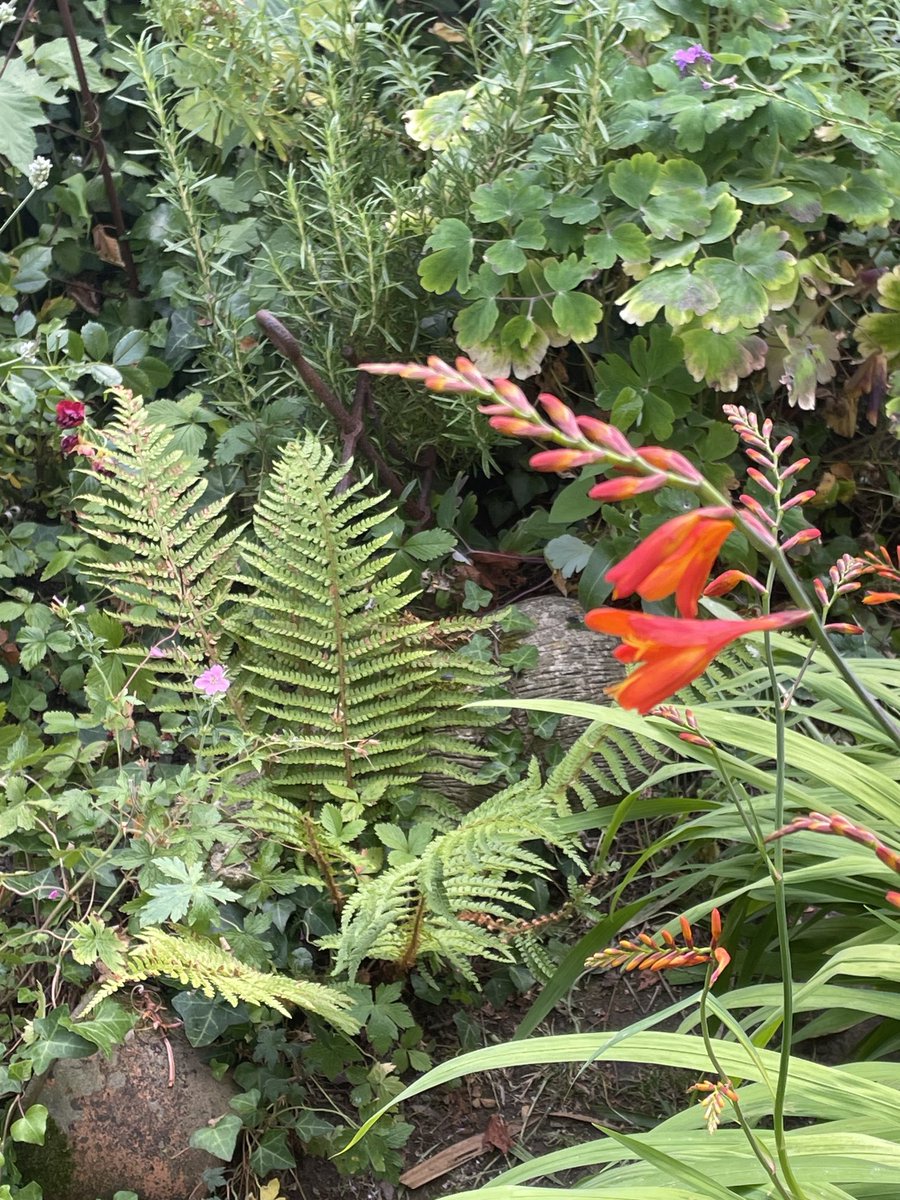 helen21206699's tweet image. Good morning from my little #cottage #garden #fern and #crocosmia