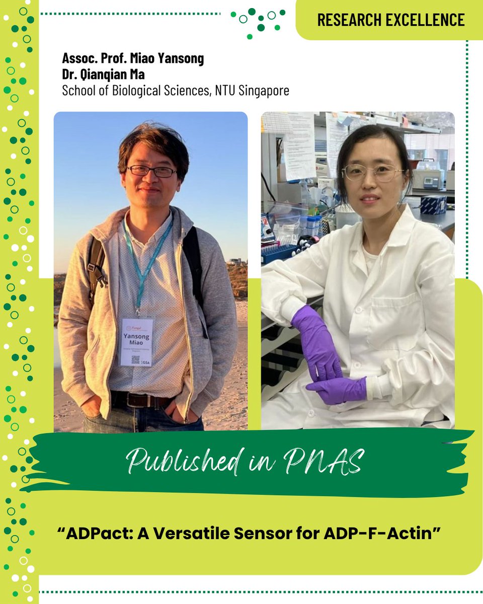 ntusbs's tweet image. NTU-SBS unveils ADPact - a novel biosensor revealing how actin filaments age inside cells! This breakthrough tool opens new doors in ageing research and biomedical innovation.

Read more: blogs.ntu.edu.sg/science/2025/0…

#Science #Ageing #NTUSBS #Research