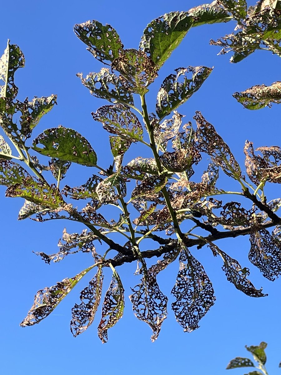 Earthbasedsoul's tweet image. How could we deal with the rise of Popillia japonica?
Should we design agroforestry beds under the fruit trees, even with this invasion underway?
Would installing artificial hoopoe nests help us invite this natural predator to join the ecosystem?
#wildlifebasedsolutions
#MCF