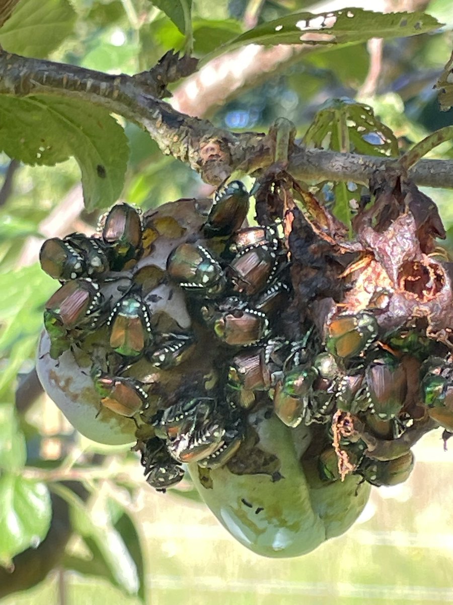 Earthbasedsoul's tweet image. How could we deal with the rise of Popillia japonica?
Should we design agroforestry beds under the fruit trees, even with this invasion underway?
Would installing artificial hoopoe nests help us invite this natural predator to join the ecosystem?
#wildlifebasedsolutions
#MCF