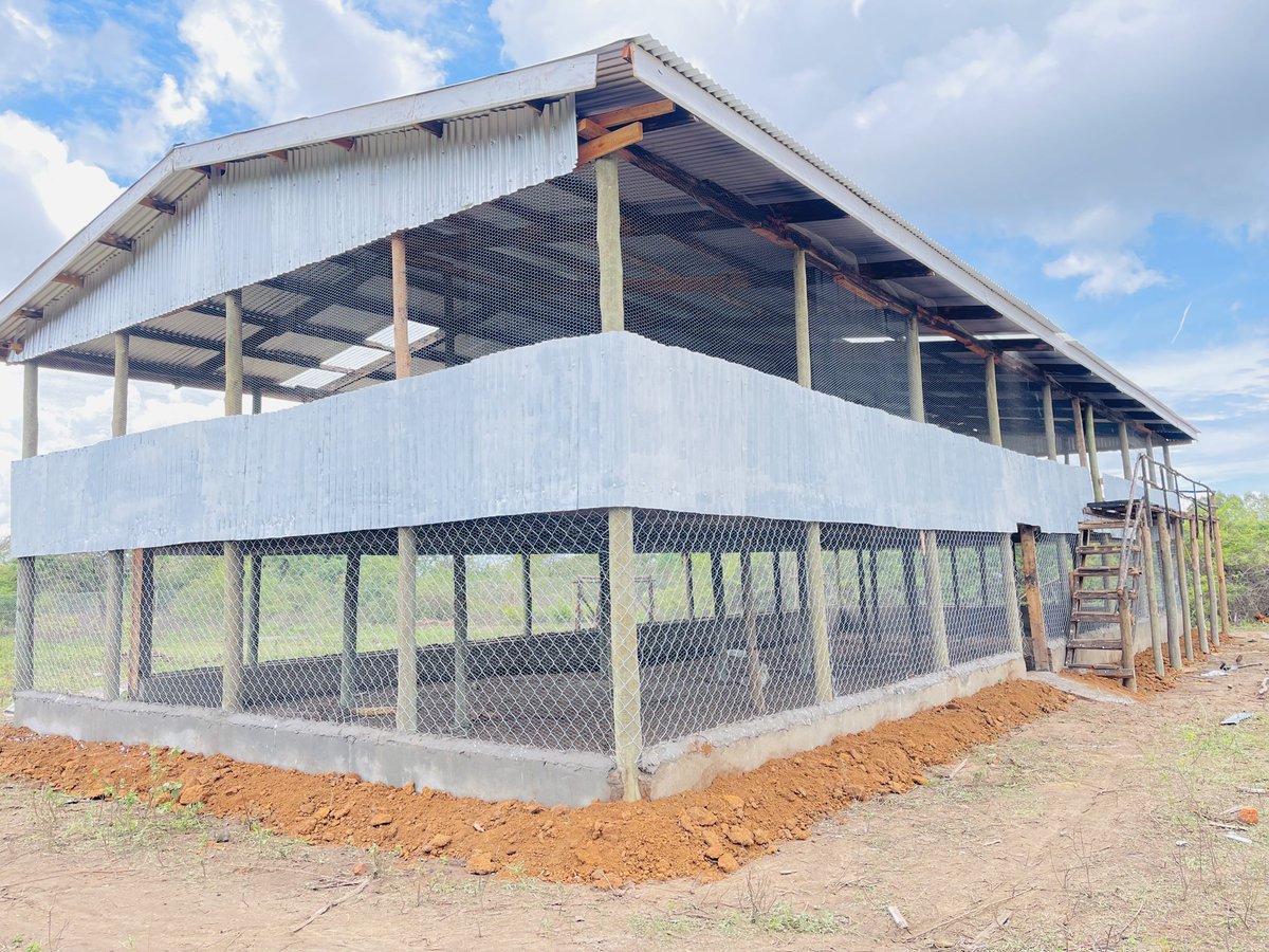 KazunguMireille's tweet image. Complete structure🐓
For design-related inquiries, feel free to reach out to @NgaruyeFarm .