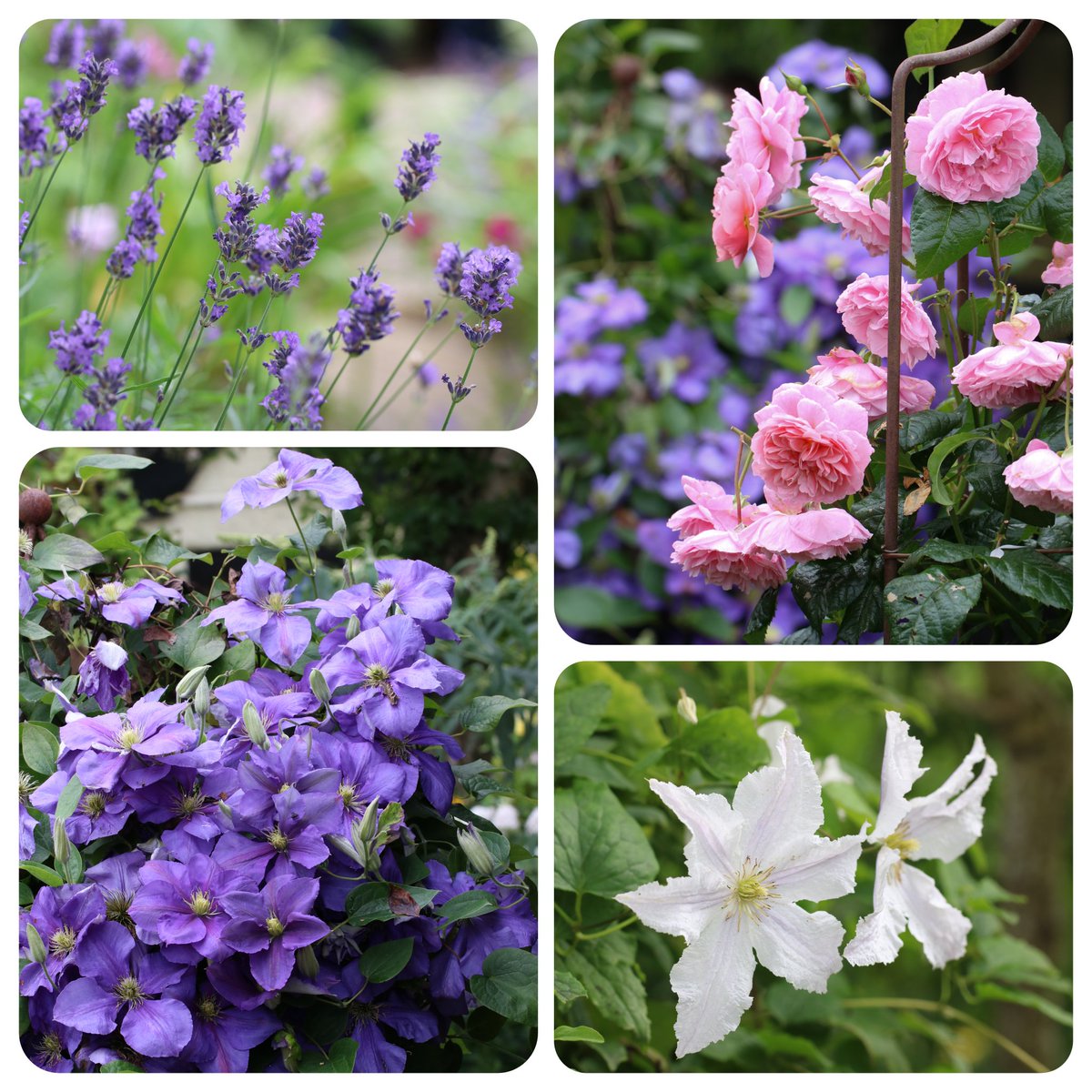 a1isonmoore's tweet image. Lavender, roses, and clematis - the essence of summer. Photos taken at @JanetsNewHouse which opens for NGS this Sunday #clematisthursday #opengardens #cheshiregardens