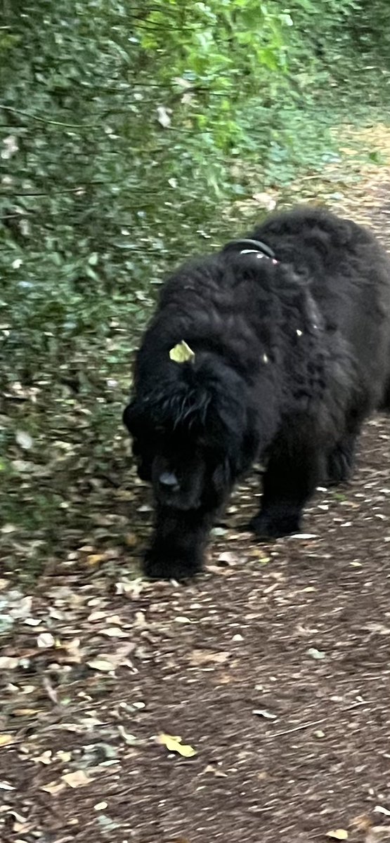 lisa slade tweet media