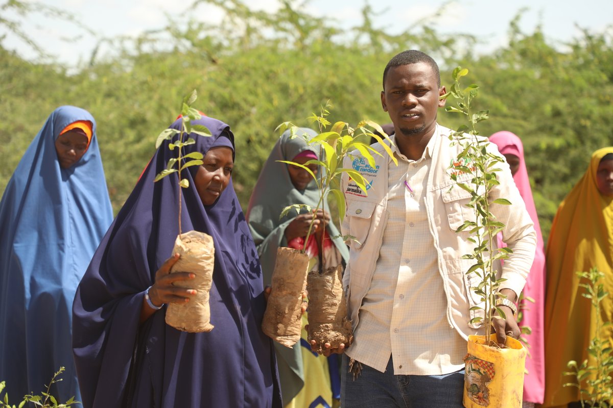 Wardi Relief & Development Initiatives(WARDI) (@wardirelief) on Twitter photo <a href="/wardirelief/">Wardi Relief & Development Initiatives(WARDI)</a> has delivered fruit seedlings to 120 women-led HHs in 10 villages in Beledweyne & Buloburte. Through our #FS3project funded by @actionmedeor x <a href="/BMZ_Bund/">Bundesentwicklungsministerium</a>, we’re providing solutions that endure beyond a single season. Fruits like guava, mango & lemon offer exactly that <a href="/wardirelief/">Wardi Relief & Development Initiatives(WARDI)</a> has delivered fruit seedlings to 120 women-led HHs in 10 villages in Beledweyne & Buloburte. Through our #FS3project funded by @actionmedeor x <a href="/BMZ_Bund/">Bundesentwicklungsministerium</a>, we’re providing solutions that endure beyond a single season. Fruits like guava, mango & lemon offer exactly that