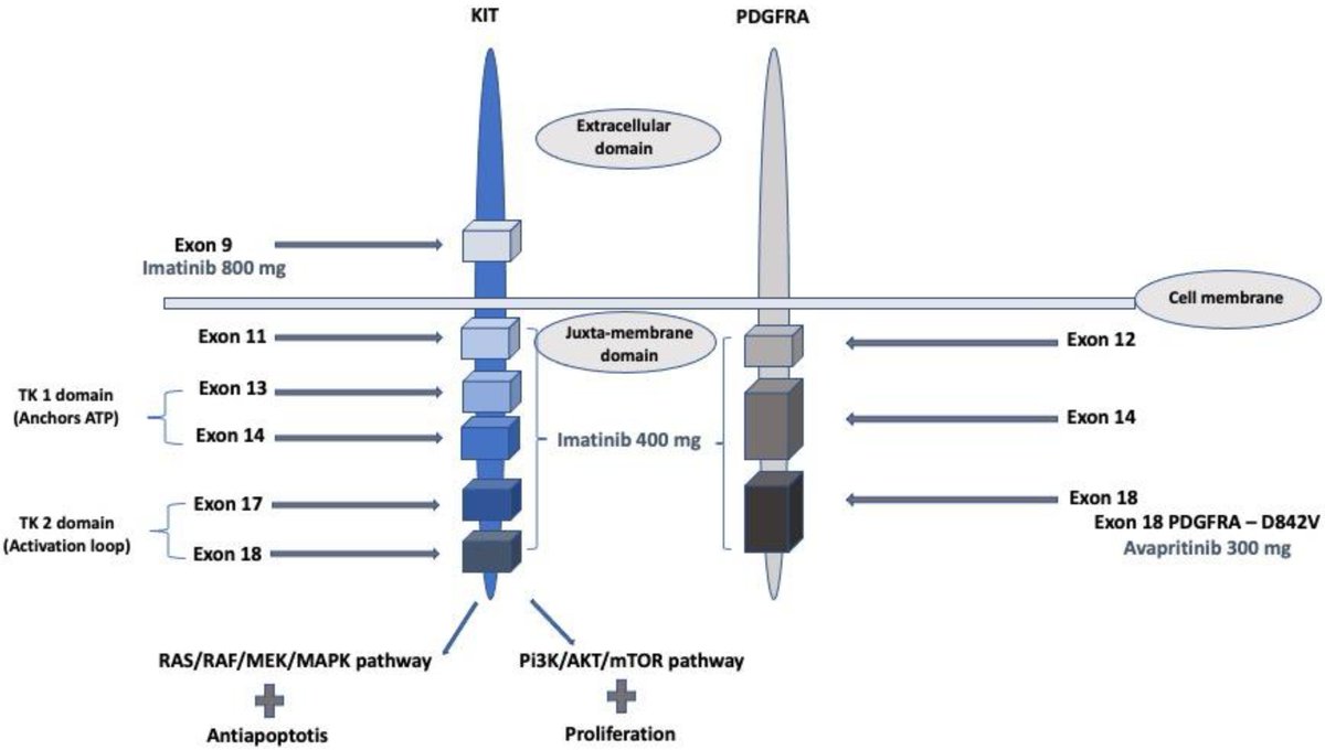 CurrentOncology's tweet image. π₯ #HighCitedPaper
βπ» Precision Oncology in Gastrointestinal Stromal Tumors
Read more here π brnw.ch/21wUcUz
π Cited more than 10 times!
#GastrointestinalStromalTumors #PrecisionOncology